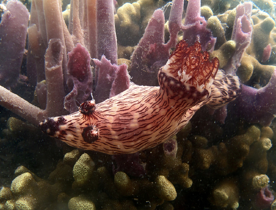  Jorunna rubescens (Sea Slug)
